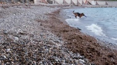 Yavaş çekim 4K videosu. Köpek kumsalda oynuyor. Alman çoban köpeği oyuncak peşinde koşuyor ve aktif bir hayatın ve güneşli bir havanın tadını çıkarıyor..