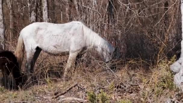 馬は森の中で放牧する 白い馬と小さな茶色の馬は 村のクリアリングで乾燥し 新鮮な草を食べる 牧草地のサラブレッド馬の家族 — ストック動画