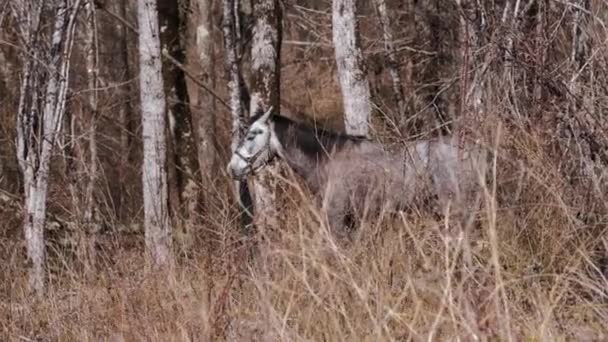 Horses Graze Forest Gray Adult Stallion Eats Dry Fresh Grass — Stock Video