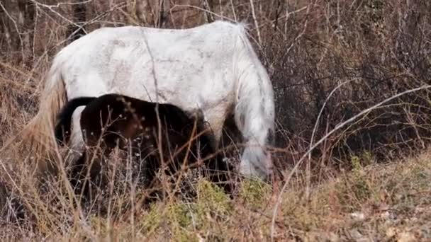 Konie Pasą Się Lesie Biała Klacz Mały Brązowy Źrebak Jedzą — Wideo stockowe