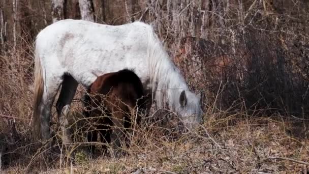 馬は森の中で放牧する 白い馬と小さな茶色の馬は 村のクリアリングで乾燥し 新鮮な草を食べる 牧草地のサラブレッド馬の家族 — ストック動画