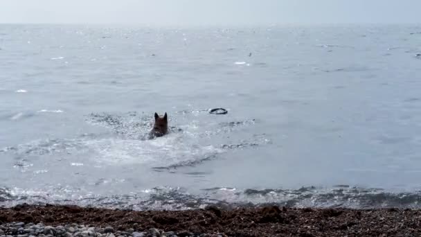 Собака Грає Пляжі Німецький Собака Пастух Біжить Іграшкою Яка Стрибає — стокове відео