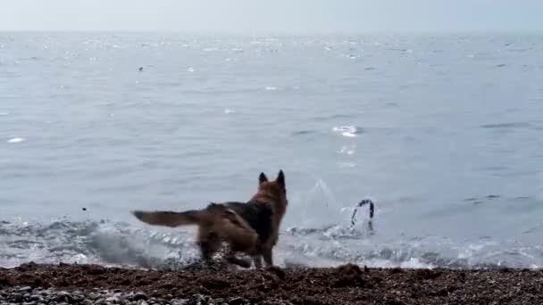 Hund Spielt Strand Schäferhund Läuft Einem Spielzeug Hinterher Springt Ins — Stockvideo
