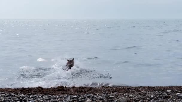 Dog Speelt Het Strand Duitse Herdershond Rent Achter Een Speeltje — Stockvideo