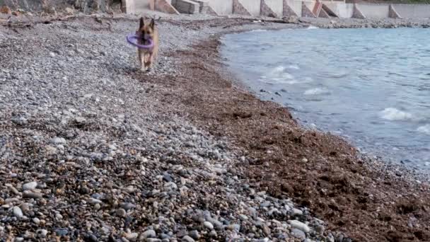 Video Zeitlupe Hund Spielt Strand Schäferhund Läuft Spielzeug Kiesstrand Hinterher — Stockvideo