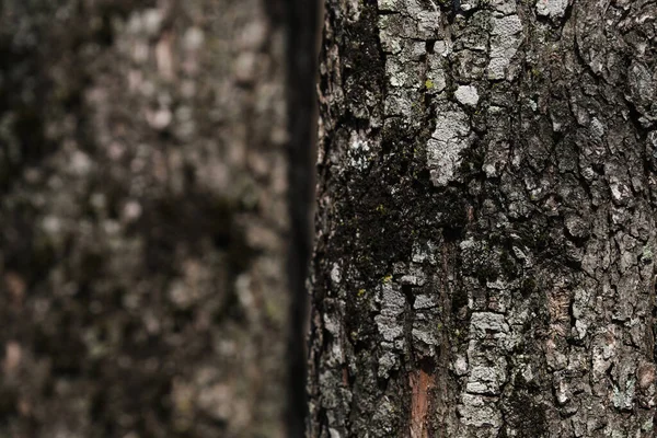Textura Corteza Árbol Con Musgo Verde Suave Cerca Fondo Forestal — Foto de Stock