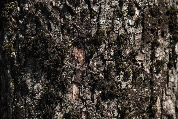 Textura Corteza Árbol Con Musgo Verde Suave Cerca Fondo Forestal — Foto de Stock