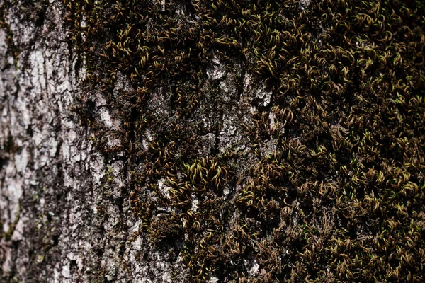 Textura Corteza Árbol Con Musgo Verde Suave Cerca Fondo Forestal — Foto de Stock