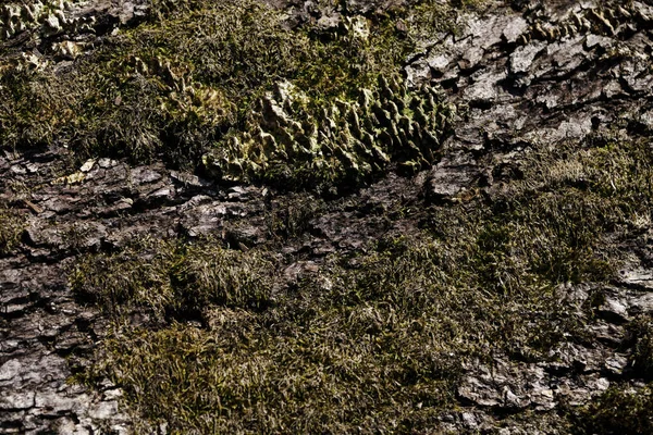 Textura Corteza Árbol Con Musgo Verde Suave Cerca Fondo Forestal — Foto de Stock