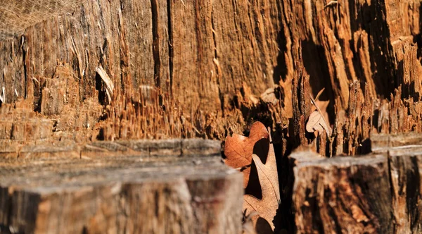 Textura Corteza Árbol Viejo Naranja Fondo Forestal Minimalista Para Diseño — Foto de Stock