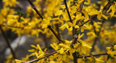 Sarı çiçek çalısı. Çalıların üzerinde alışılmadık parlak dekoratif çiçekler. Bitki ve bahçe işleri..