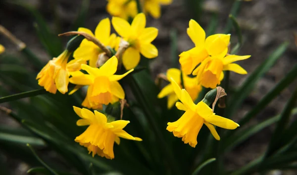 Bright yellow daffodils grow in a flower bed in the garden. Take care of the flowers. Plant and home gardening. Seasonal spring April and May beautiful flowers.