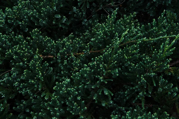 Jalovcové Křoví Zblízka Věčně Zelená Jehličnatá Rostlina Minimalistické Zázemí Prostor — Stock fotografie