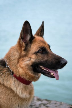 Çoban köpeğinin portresi denizin mavi arka planında güzel kırmızı deri yakalı. Kumsalda Alman çoban köpeği.