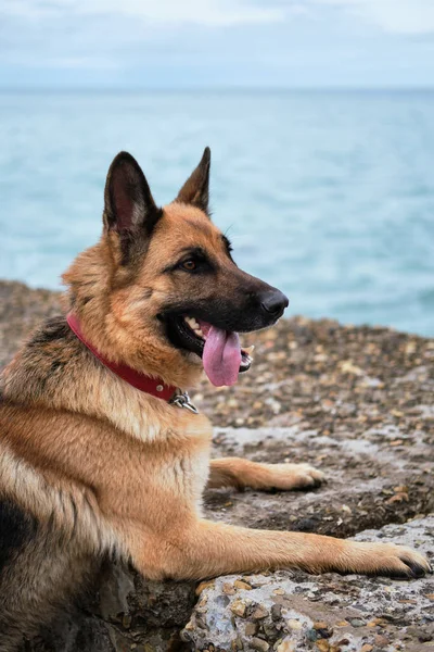 Portrait of shepherd dog in profile in beautiful red leather collar on blue background of the sea. German shepherd on the beach.