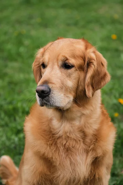 Porträtt Klarröd Golden Retriever Närbild Promenera Med Retriever Den Friska — Stockfoto