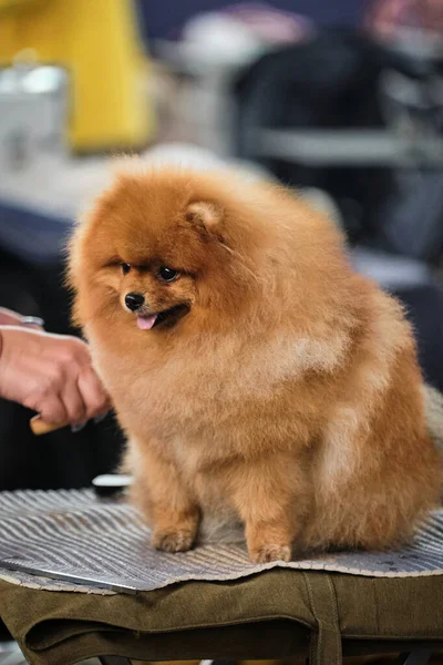 Kırmızı bir Pomeranya 'lı bir tımar masasında oturuyor ve tüylü kürkünü taramaktan zevk alıyor. Bir köpek şovundan alınmış safkan bir köpeğin portresi..