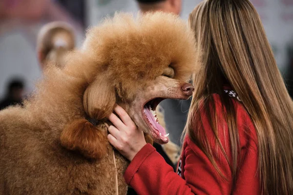 A large red-colored royal poodle yawns with its mouth wide open. A poodle is getting ready for a dog show and embraces the owner of a girl in a red jacket with long hair.