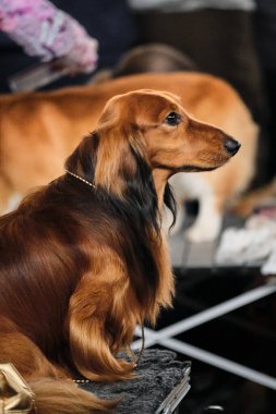 Kızıl, uzun saçlı, standart bir daksund. Bir dachshund, bir köpek şovunda bir yüzük için bir tımar masasında oturur, profilden bir portre bekler..