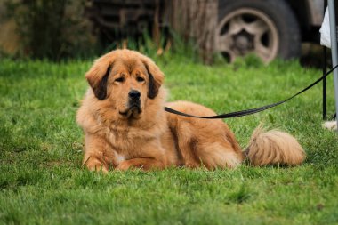 Rusya, Krasnodar 18 Nisan 2021-Köpek şovu. Moğol kurt köpeği kırmızı renkli muhafızlar ve dikkatlice ileriye bakıyor. Büyük, tüylü, tasmalı kırmızı bir köpek çimenlerde uzanıyor..