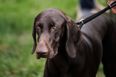 Rusya, Krasnodar 18 Nisan 2021-Köpek şovu. Açık kahverengi, zeki gözlü Alman av köpekleri. Kahverengi Kurtzhaar 'ın yakın plan portresi.