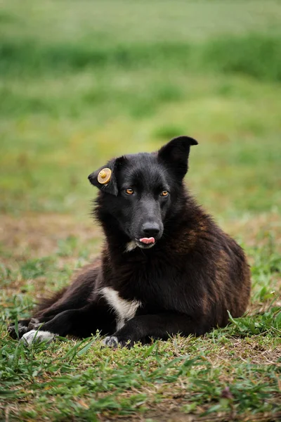 Portret Van Een Bastaardhond Zwarte Bastaard Met Een Witte Vlek — Stockfoto
