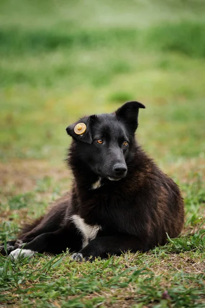 Portret Van Een Bastaardhond Zwarte Bastaard Met Een Witte Vlek — Stockfoto