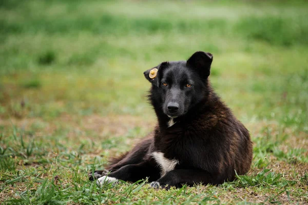 Retrato Cão Rafeiro Mestiço Preto Com Uma Mancha Branca Seu — Fotografia de Stock