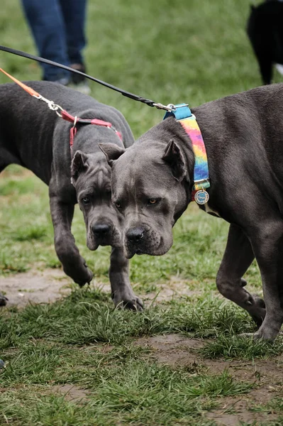 Rusya, Krasnodar 18 Nisan 2021-Köpek şovu. Sahiplerinin yanında bir yetişkin ve İtalyan bastonu Corso yavrusu. İki gri kamış korso yüzük gösterisinden önce bekliyor..