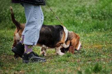 Rusya, Krasnodar 18 Nisan 2021-Köpek şovu. Kısa bacaklı ve uzun kırmızı kulaklı büyük bir köpek. Basset Hound okul müdürüyle parkta yürüyor ve yeşil çimenleri kokluyor..