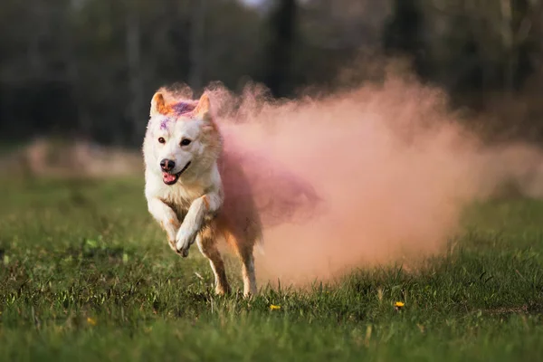 Cão Atravessa Uma Clareira Verde Com Cores Secas Holi Transformando — Fotografia de Stock