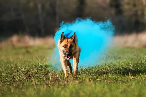 Anjing Berjalan Melalui Kliring Hijau Dengan Warna Kering Holi Berubah — Stok Foto