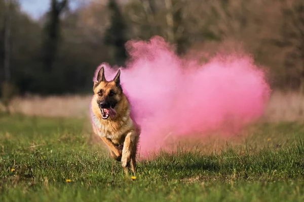 穴の乾燥した色が煙に変わる緑色のクリアリングを通っています ピンクの赤いホリ色のドイツの羊飼いの犬 煙雲の色 インドの塗料祭り — ストック写真
