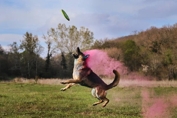 Hond Loopt Door Een Groene Open Plek Met Droge Kleuren — Stockfoto