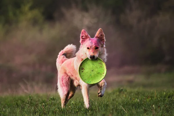 Anjing Kampung Berjalan Melalui Kliring Hijau Dengan Warna Kering Holi — Stok Foto