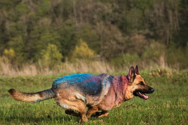 Немецкая Овчарка Обсыпанная Цветными Красками Holi Энергично Быстро Бегает Вокруг — стоковое фото