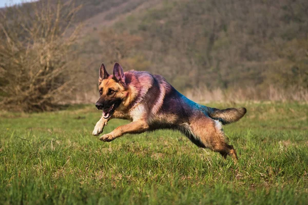 Duitse Herder Besprenkeld Met Gekleurde Verf Holi Energiek Snel Loopt — Stockfoto