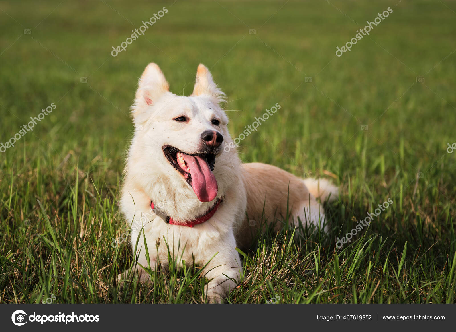 Raça de cão pastor inglês é a menor do mundo