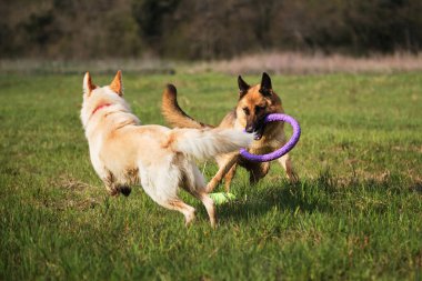 Alman çoban köpeği ve yarı beyaz İsviçreli çoban yeşil çimlerde hızla koşar ve birlikte oynarlar. Parktaki temiz havada iki köpekle yürüyüp oynayacağız..