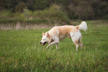 Beyaz kırma köpek parkta yürüyor. Melez bir İsviçreli çoban köpeği temiz havada yürür ve çimen çiğner..