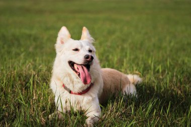 Beyaz kırma köpek parkta yürüyor. Melez beyaz bir İsviçreli çoban köpeği yeşil çimlerde uzanıyor ve hayatın tadını çıkarıyor. Cinsi olmayan mutlu bir evcil köpek..