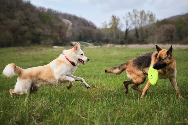 德国牧羊犬和一半的瑞士牧羊犬在绿草上跑得很快 一起玩耍 公园里与两只狗在新鲜空气中散步和玩耍 — 图库照片