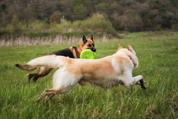 German Shepherd Half Breed White Swiss Shepherd Run Fast Clearing — Stock Photo, Image