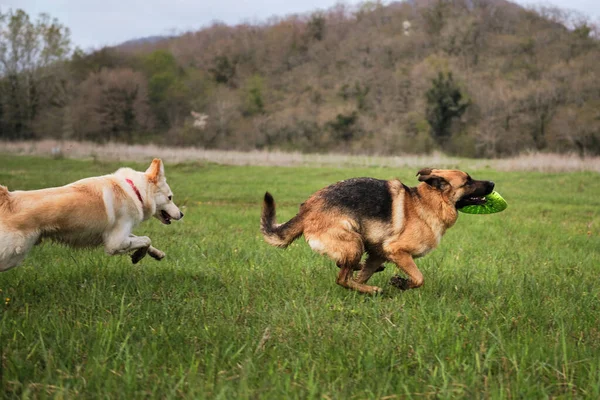 Duitse Herder Half Ras Witte Zwitserse Herder Lopen Snel Clearing — Stockfoto