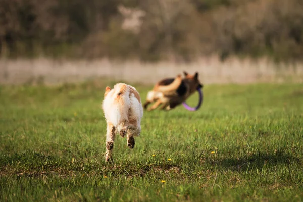 Owczarek Niemiecki Pół Rasy Biały Owczarek Szwajcarski Biegać Szybko Rozliczenia — Zdjęcie stockowe