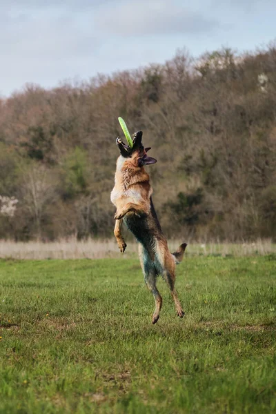 Schäferhund Springt Hoch Und Fängt Spielzeugscheibe Mit Den Zähnen Spiele — Stockfoto