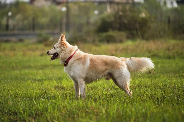 白色的杂种狗在公园里散步 一半的瑞士牧羊犬在绿草上呼吸新鲜空气 享受生活 一只没有狗的快乐的家犬 — 图库照片