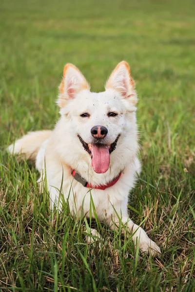 白色的杂种狗在公园里散步 一半品种的瑞士牧羊犬躺在绿草中 享受生活 一只没有狗的快乐的家犬 — 图库照片