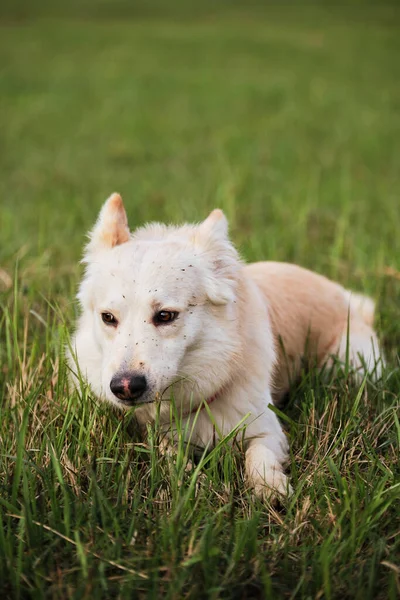 White mongrel dog walks in the park. A half breed white Swiss Shepherd dog lies in green grass and enjoys life. A happy domestic dog without a breed.