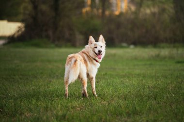 Beyaz kırma köpek parkta yürüyor. Melez beyaz İsviçreli çoban yeşil çimlerde temiz havada yürüyor ve hayatın tadını çıkarıyor. Cinsi olmayan mutlu bir evcil köpek..